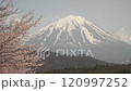 Close-up of cherry blossoms swaying in the wind with Mt. Fuji and blue sky in the background, fixed shot 120997252