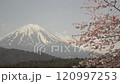 Close-up of cherry blossoms swaying in the wind with Mt. Fuji and blue sky in the background, fixed shot 120997253