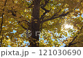 風に揺れるイチョウ 121030690