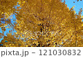 風に揺れるイチョウ 121030832