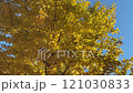風に揺れるイチョウ 121030833
