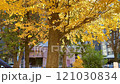風に揺れるイチョウ 121030834