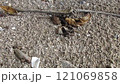 crab crawling on the ground 121069858