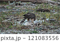 カモメを捕食するオオタカ 121083556