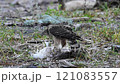 カモメを捕食したオオタカ 121083557