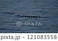 カワアイサの親子 121083558