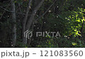 雪虫 121083560
