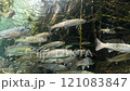 渓流魚 121083847