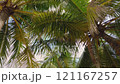 Walking with the camera looking up under the coconut trees on a bright sunny day Walking with the camera looking up under the coconut trees on a bright sunny day 121167257