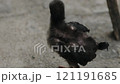 thai local chicken preening feather 121191685