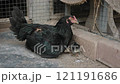 thai local chicken hen hatching her baby under body 121191686