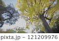 【スローモーション】神社の境内のご神木の銀杏 121209976