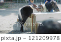 動物公園のポニー乗馬 121209978