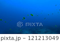 大島黃雀魚和琥珀魚 121213049