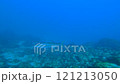 2條來自大島的鰤魚 121213050