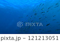 大島的咕嚕魚和琥珀魚 121213051