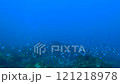 大島上的一群海豚 121218978
