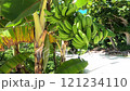 A vibrant video of a green banana tree laden with ripe fruit. The lush tropical setting and the vibrant colors of the bananas create a visually appealing and exotic image. 121234110