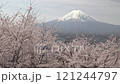 Fixed shot of cherry blossom trees in full bloom swaying in the wind with a view of snow-capped Mount Fuji 121244797