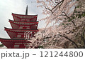 Red five-story pagoda and cherry blossoms in full bloom, Arakurayama Sengen Park in spring, fixed shot 121244800