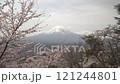 Fixed shot of cherry blossom trees in full bloom swaying in the wind with a view of snow-capped Mount Fuji 121244801
