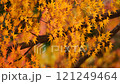 Autumn maples at Shohoji Temple, Kyoto 121249464