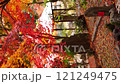 Fallen leaves piled up on Jizo statue at Shohoji Temple in Kyoto 3 121249475