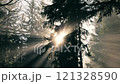Sunlight gently filtering through trees creates a magical atmosphere in a mystical forest 121328590