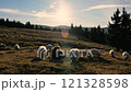 A Serene Sunrise Illuminates the Beautiful Scene of Grazing Sheep in the Peaceful Countryside 121328598