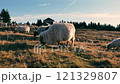 Grazing Sheep Roaming in a Serene and Picturesque Pastoral Landscape Under a Clear Sky 121329807