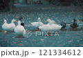 【ズームイン】神社の境内にいるアヒルとカモ 121334612