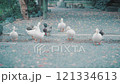 神社の境内にいるアヒルとカモ 121334613