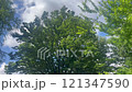 東京の初夏 121347590