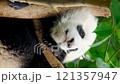 Giant panda bear cub on a tree. Chengdu, Sichuan, China 121357947