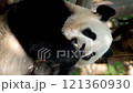 Chinese tourist attraction - giant panda bear eating bamboo. Chengdu, Sichuan, China 121360930