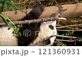 Giant panda bear cub climbing a tree. Chengdu, Sichuan, China 121360931