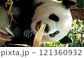 Chinese tourist attraction - giant panda bear eating bamboo. Chengdu, Sichuan, China 121360932