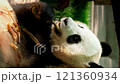 Chinese tourist attraction - giant panda bear eating bamboo. Chengdu, Sichuan, China 121360934