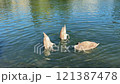 three Swans swimming on the lake 121387478