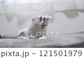 A kitten 121501979