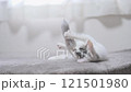 A kitten 121501980