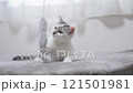 A kitten 121501981