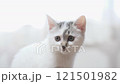 A kitten 121501982