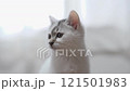 A kitten 121501983