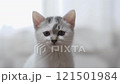 A kitten 121501984