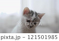 A kitten 121501985