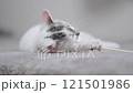 A kitten 121501986