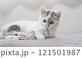 A kitten 121501987