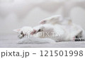 A stubborn kitten 121501998