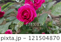 A bunch of pink roses are on a bush. Roses moves on the wind 121504870